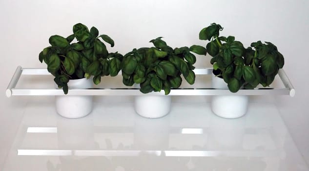 Basil