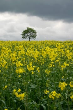 Tree in rapeseed field