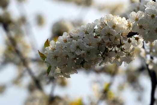 Cherry