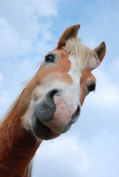 Horse portrait