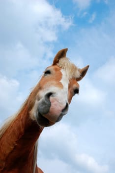 Horse portrait
