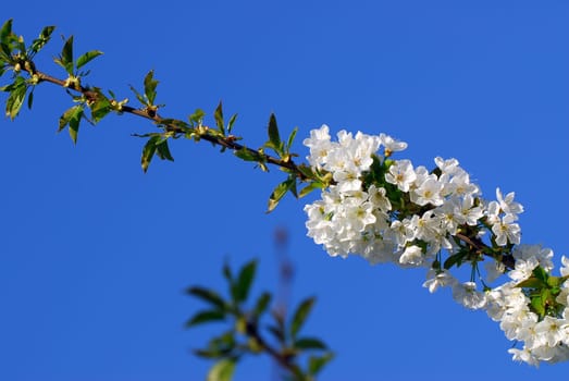 Cherry blossom season 3