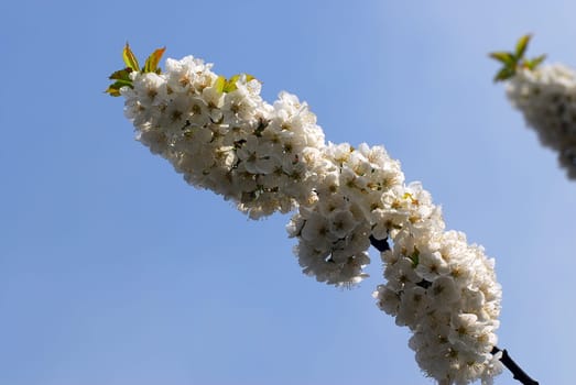Cherry blossom