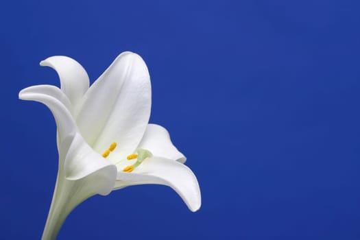 White lily
