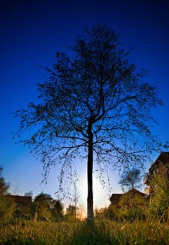Tree silhouette