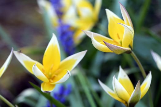 Wild tulips