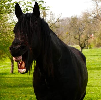 It's yes to neigh