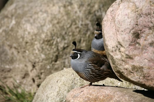 Callipepla californica