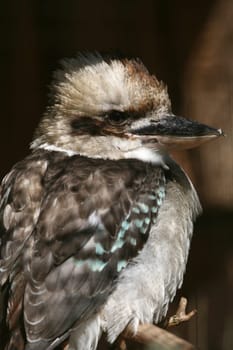Laughing Hans (Dacelo novaeguineae)