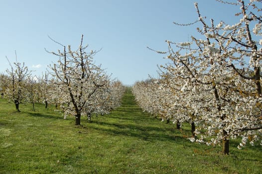 Cherries in a row