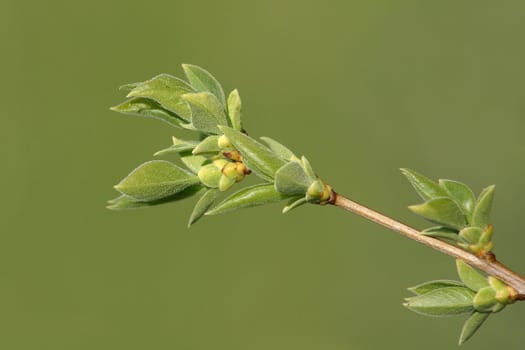 Apple-tree bud
