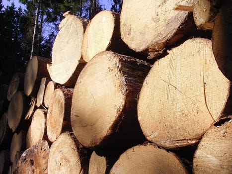 Wood 03