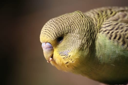 Melopsittacus undulatus