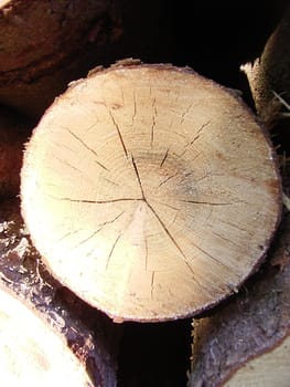 Wood 02