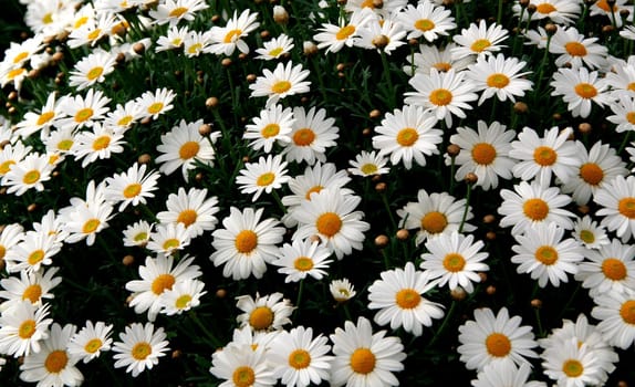 Flood of flowers