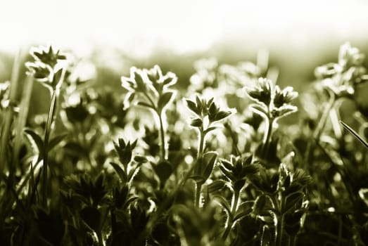 Light plants