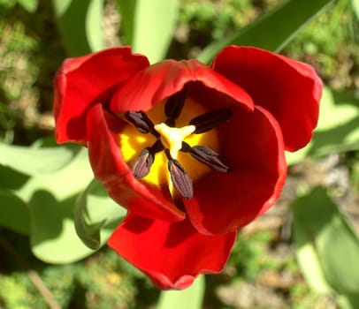 Tulip 3