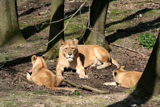 Lioness with cubs