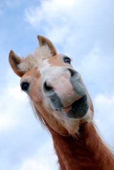 Horse portrait