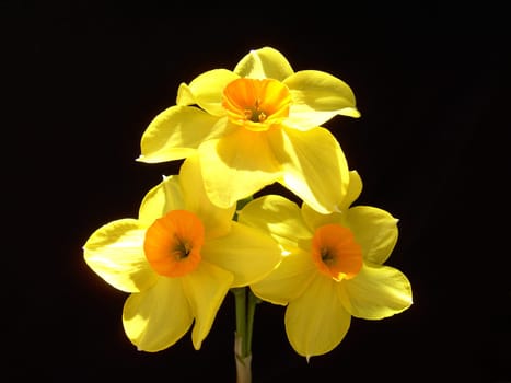 Narcissus 2