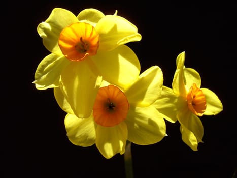 Narcissus 1