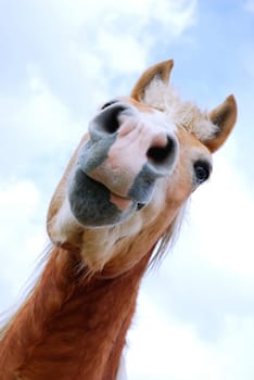 Horse portrait
