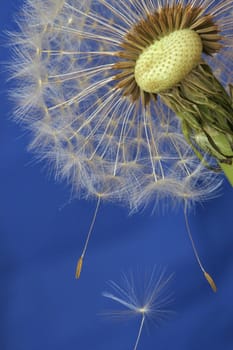 The dandelion is a pioneer plant with its taproot rooting up to two meters deep. It can form embryos in its ovules even without fertilization. Thus,sexual reproduction has been replaced by asexual reproduction.