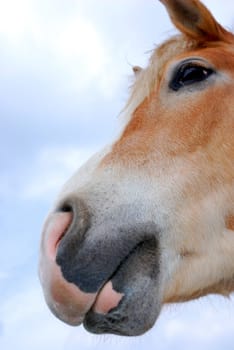 Horse portrait