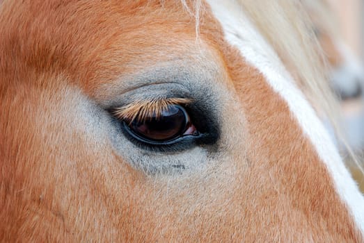 Horse's Eye