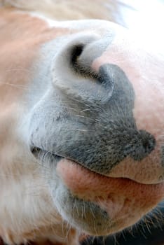 Horse's muzzle