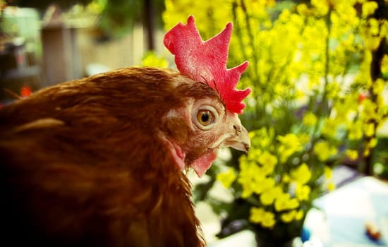 Picture with chicken