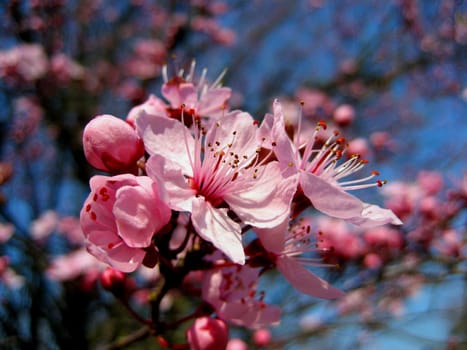 Blossom magic
