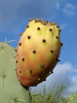 Prickly pear