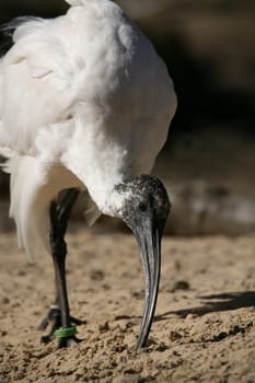Moluccan ibis (Threskiornis molucca)