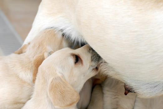 Puppies and their mother