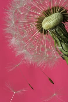 The dandelion is a pioneer plant with its taproot rooting up to two meters deep. It can form embryos in its ovules even without fertilization. Thus,sexual reproduction has been replaced by asexual reproduction.