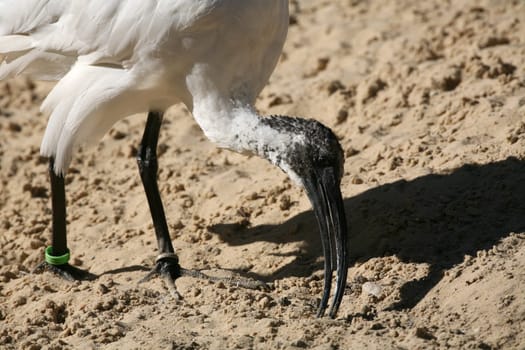 Moluccan ibis (Threskiornis molucca)