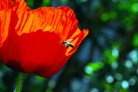 Bee on the poppy