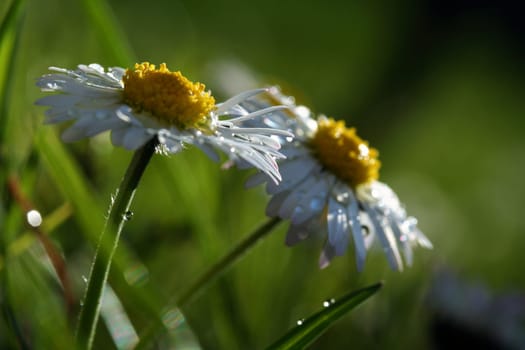 Daisy