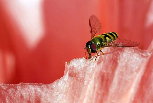 Hoverfly on poppy 2