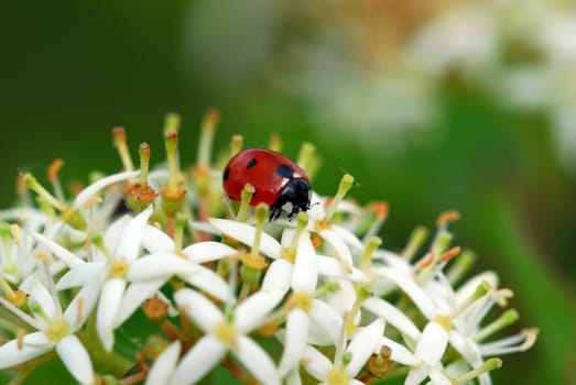 Ladybird
