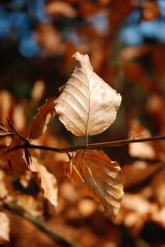 Autumn