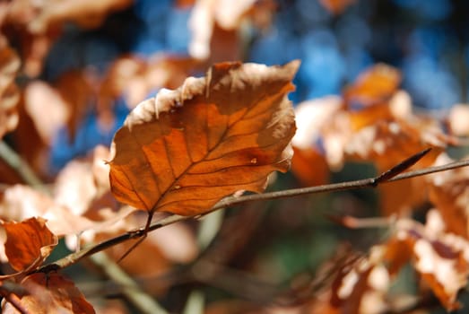 Leaves