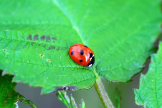 Seven-spot ladybird