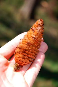 Fir cone