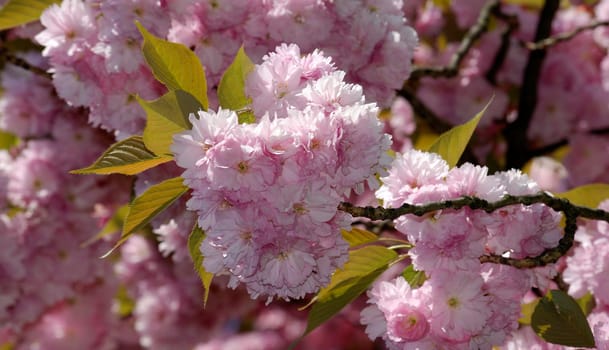 Cherry blossom