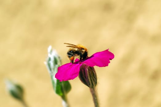 Bumblebee