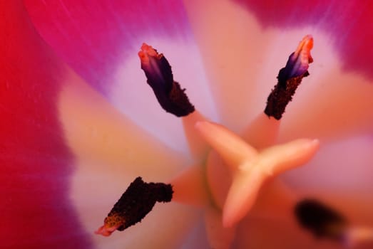 Tulip