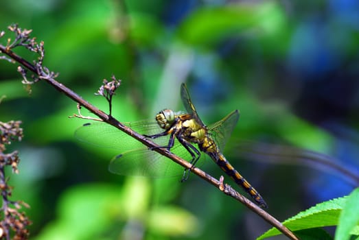 Dragonfly