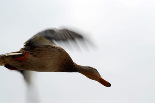 surprising overflight